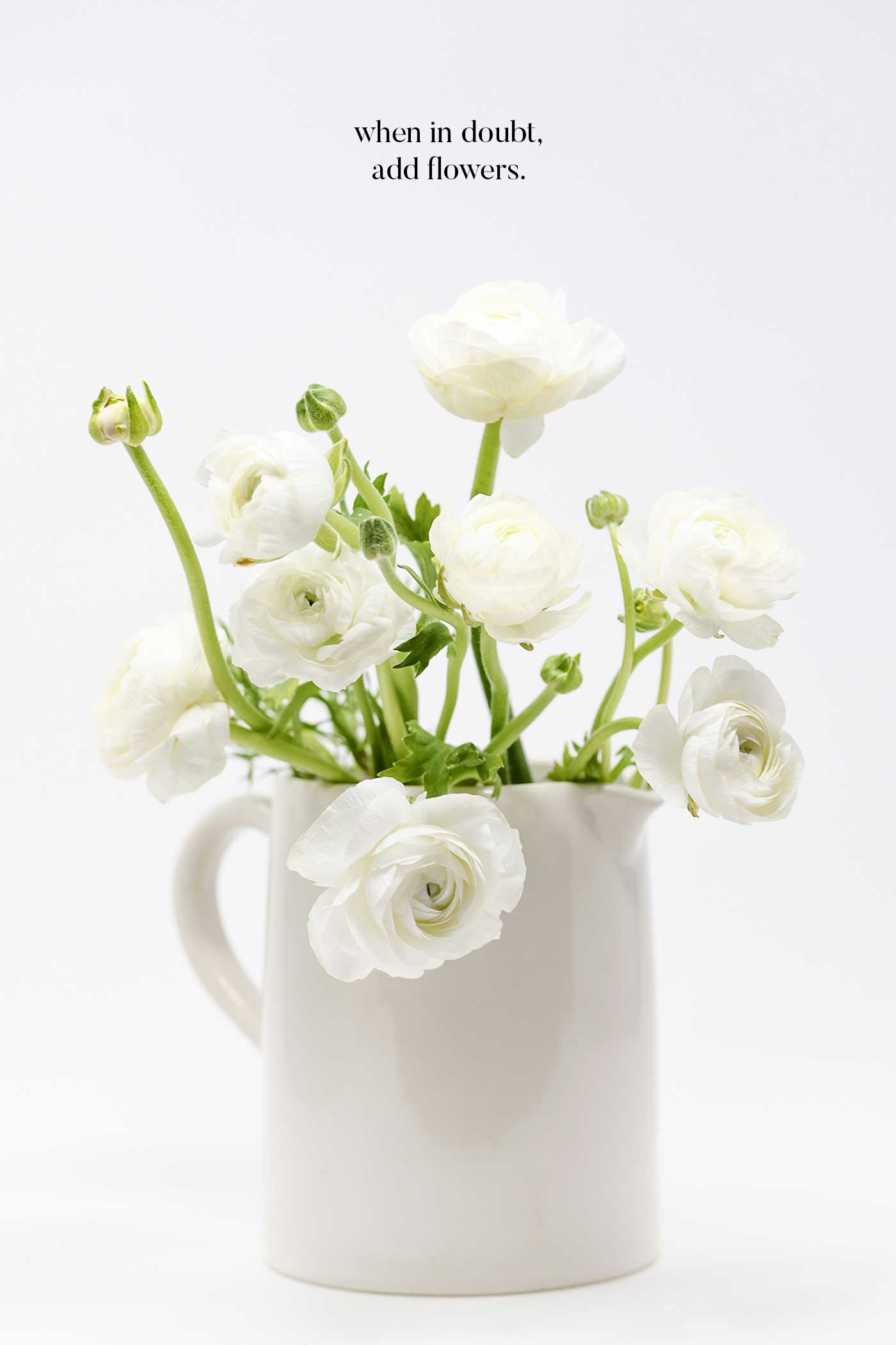beautiful white ranunculus flowers