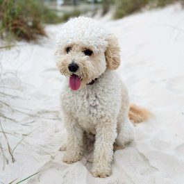Mini Goldendoodle on the beach