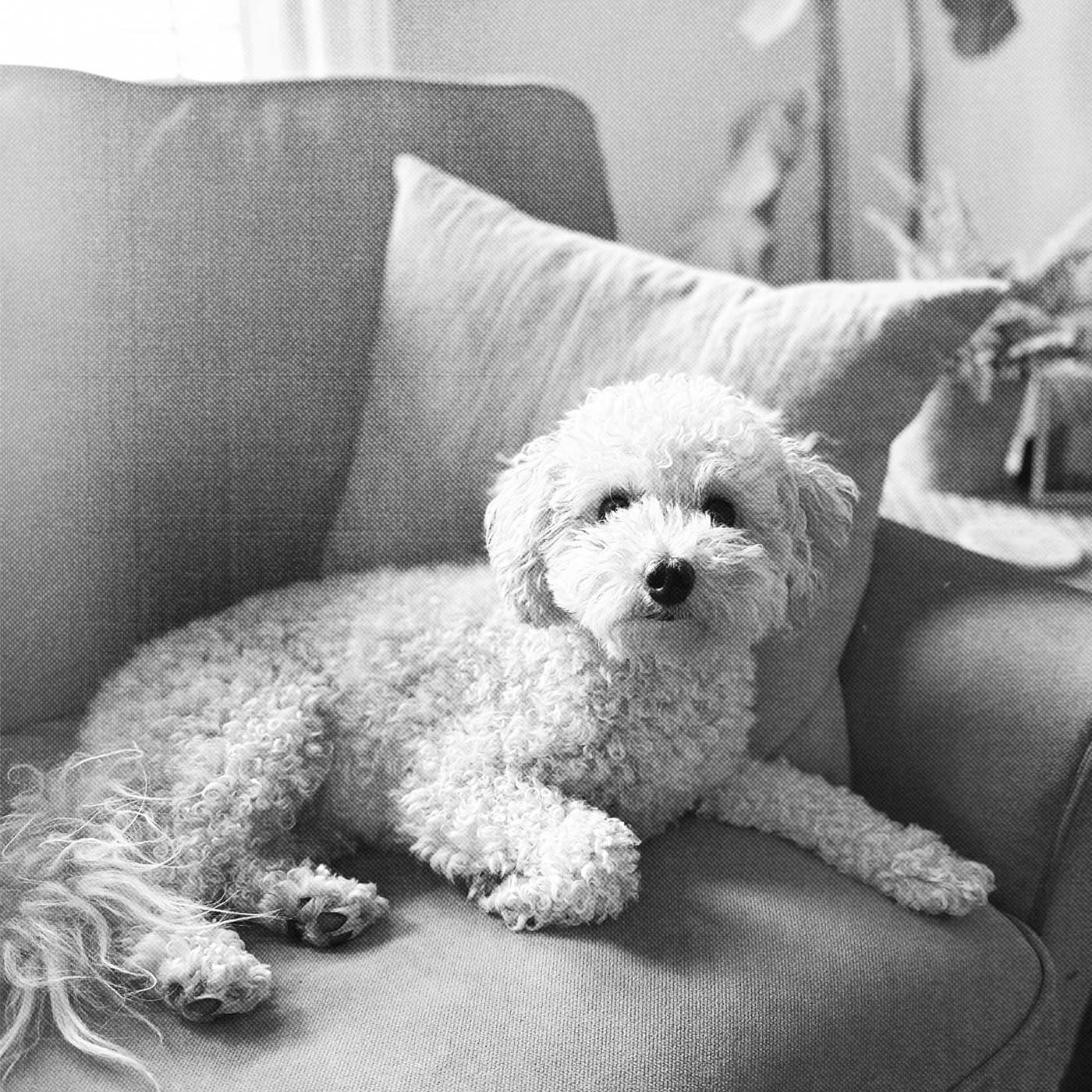 cute dog on furniture