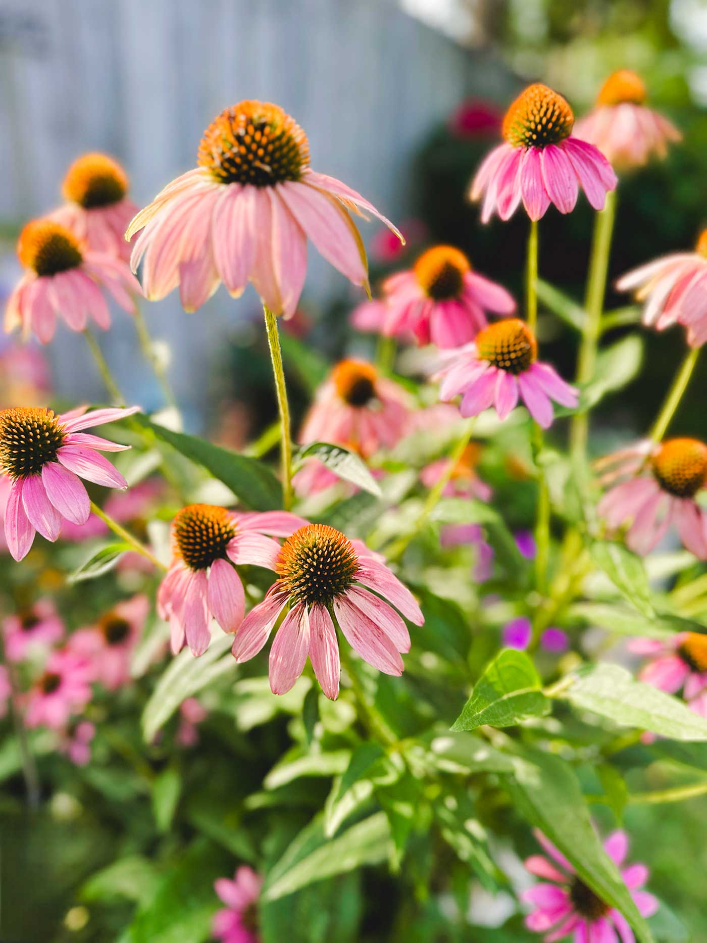 Echinacea Coneflowers