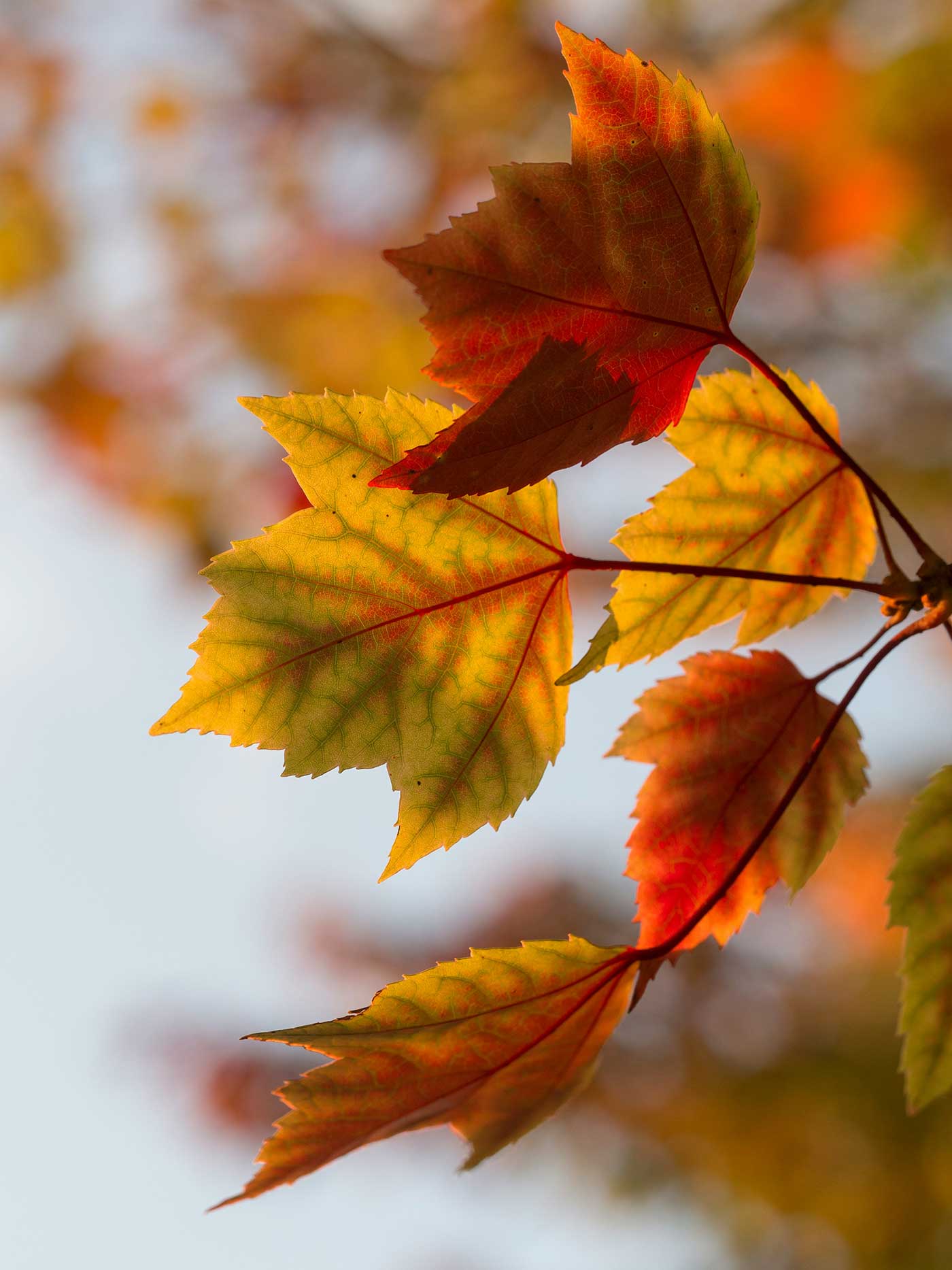 colorful fall leaves