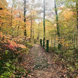 fall foliage on a trail in Tennessee