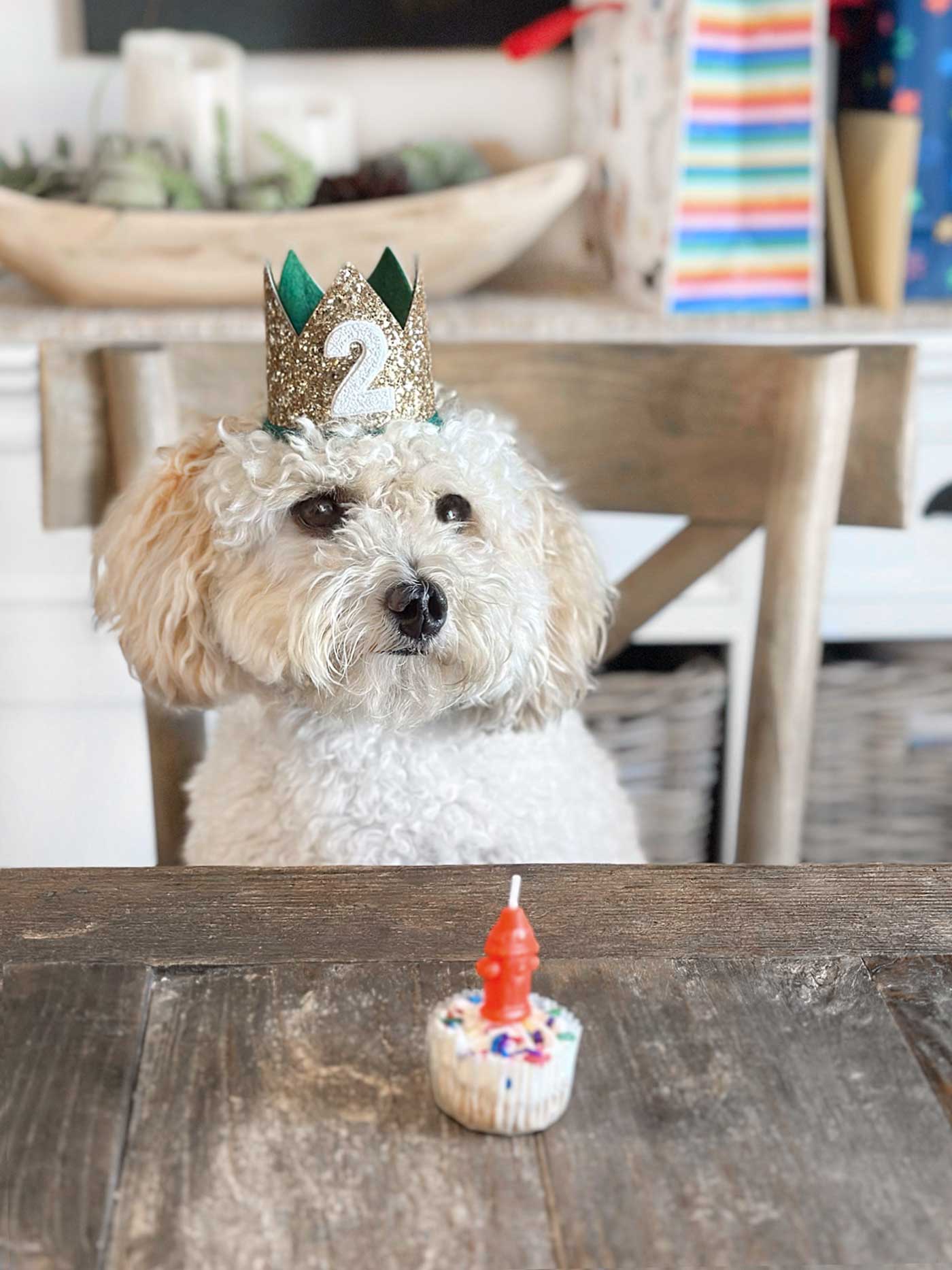 mini goldendoodle with a crown celebrating his second birthday