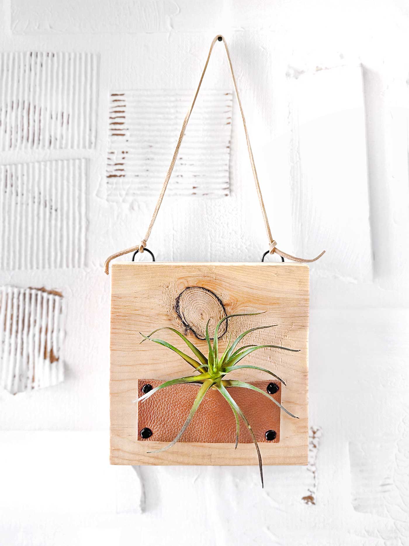 air plant holder hanging on a white wall