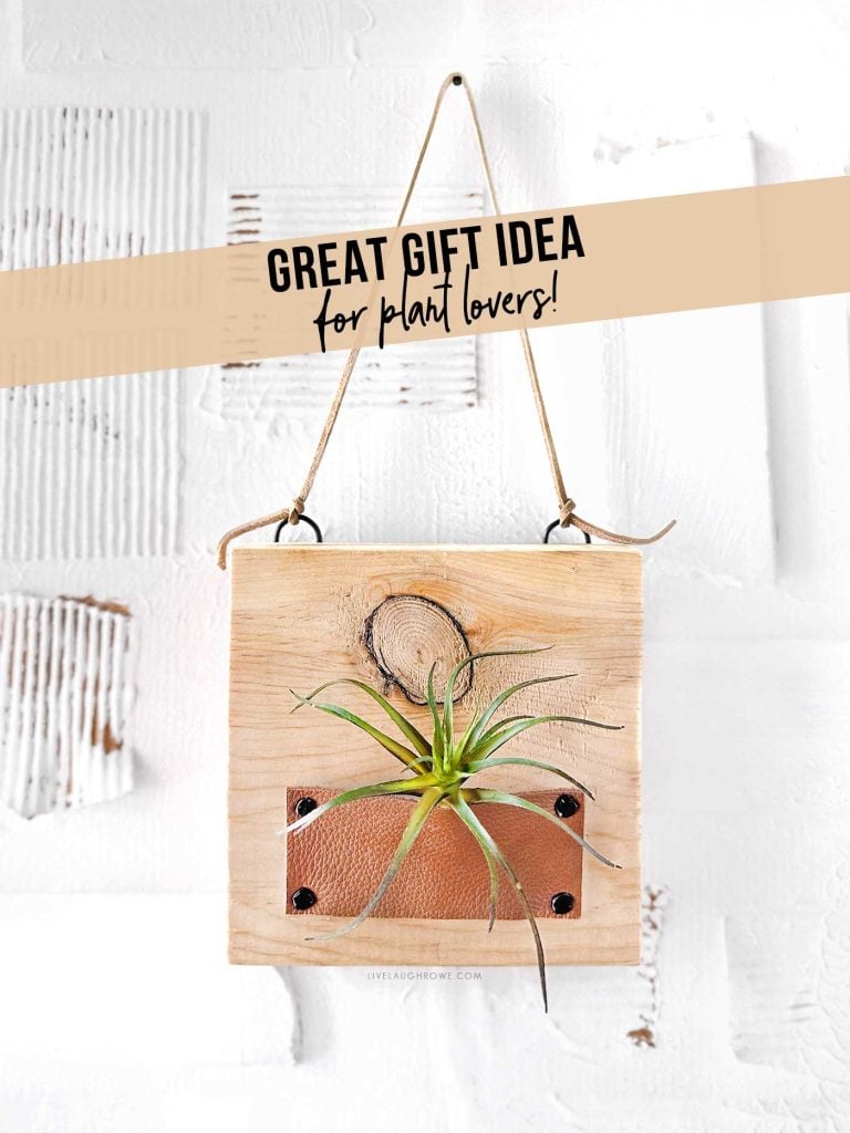 air plant holder