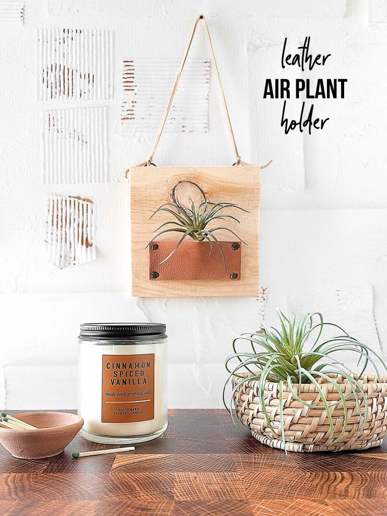 air plant holder