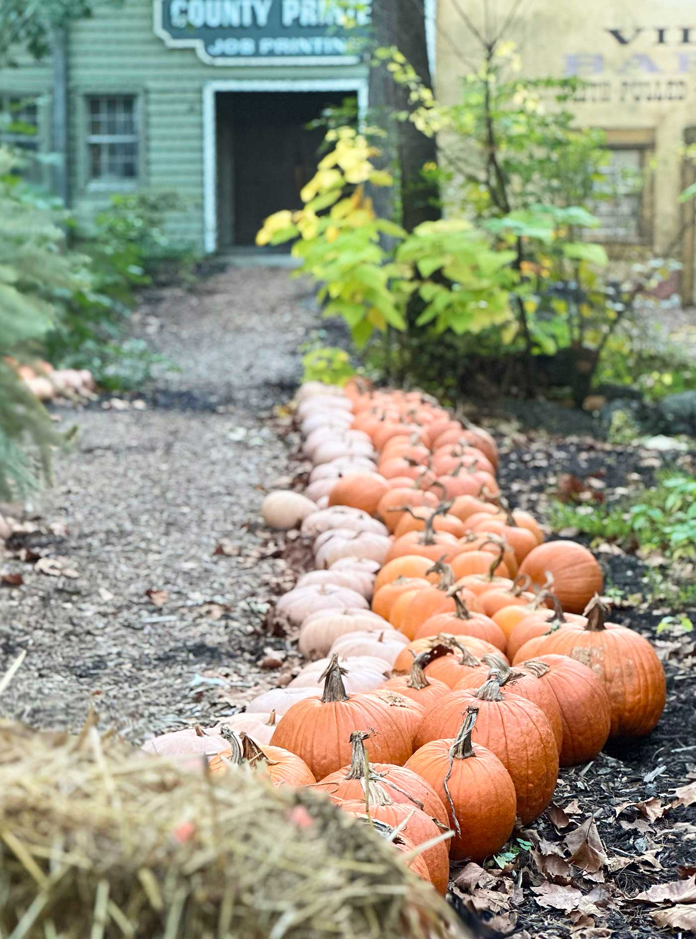 pumpkins lining a path to a couple of old buildings