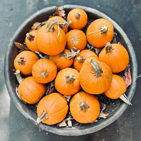 lots of small pumpkins in a barrel