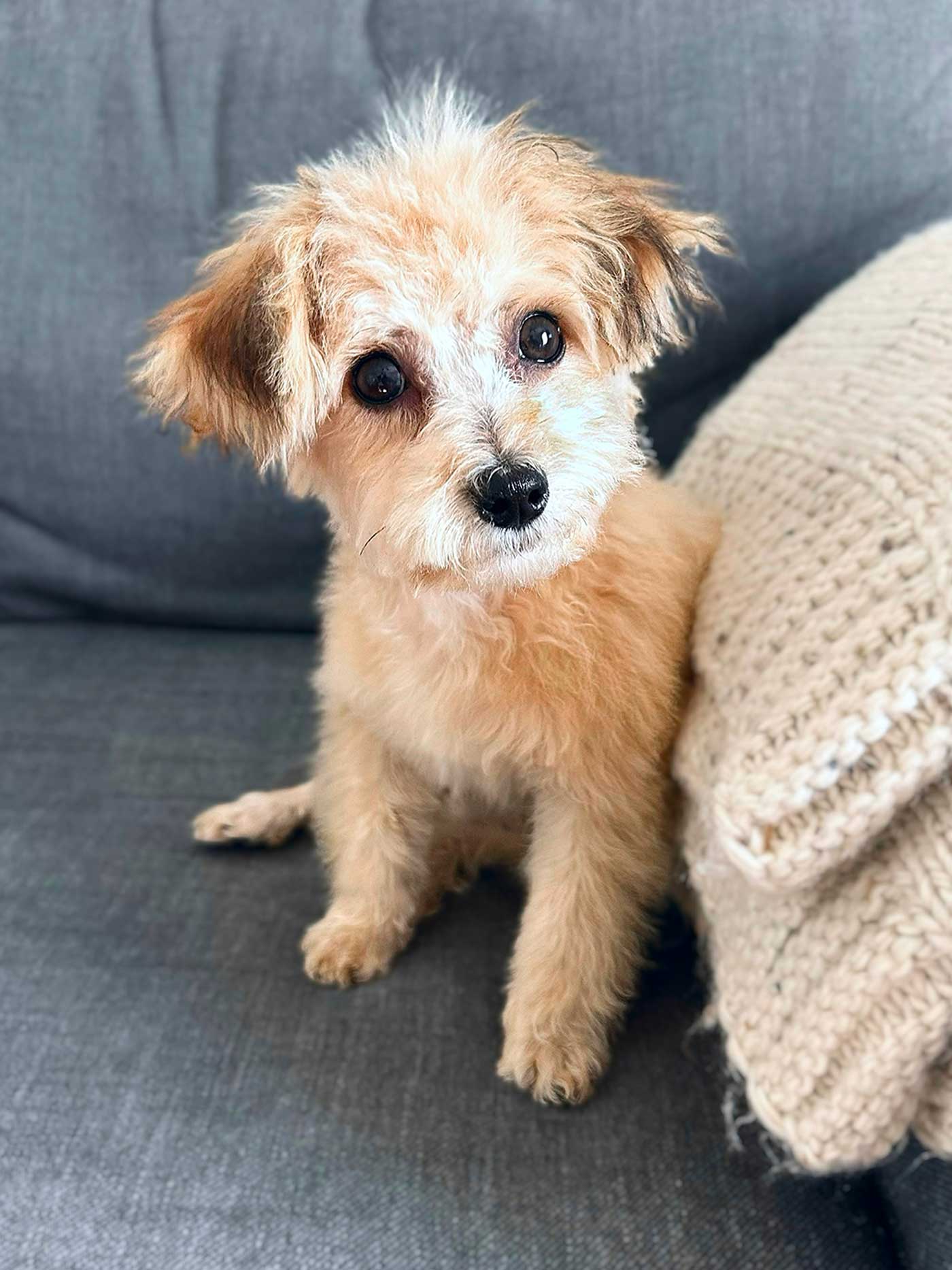 havapoo puppy sitting on a gray chair