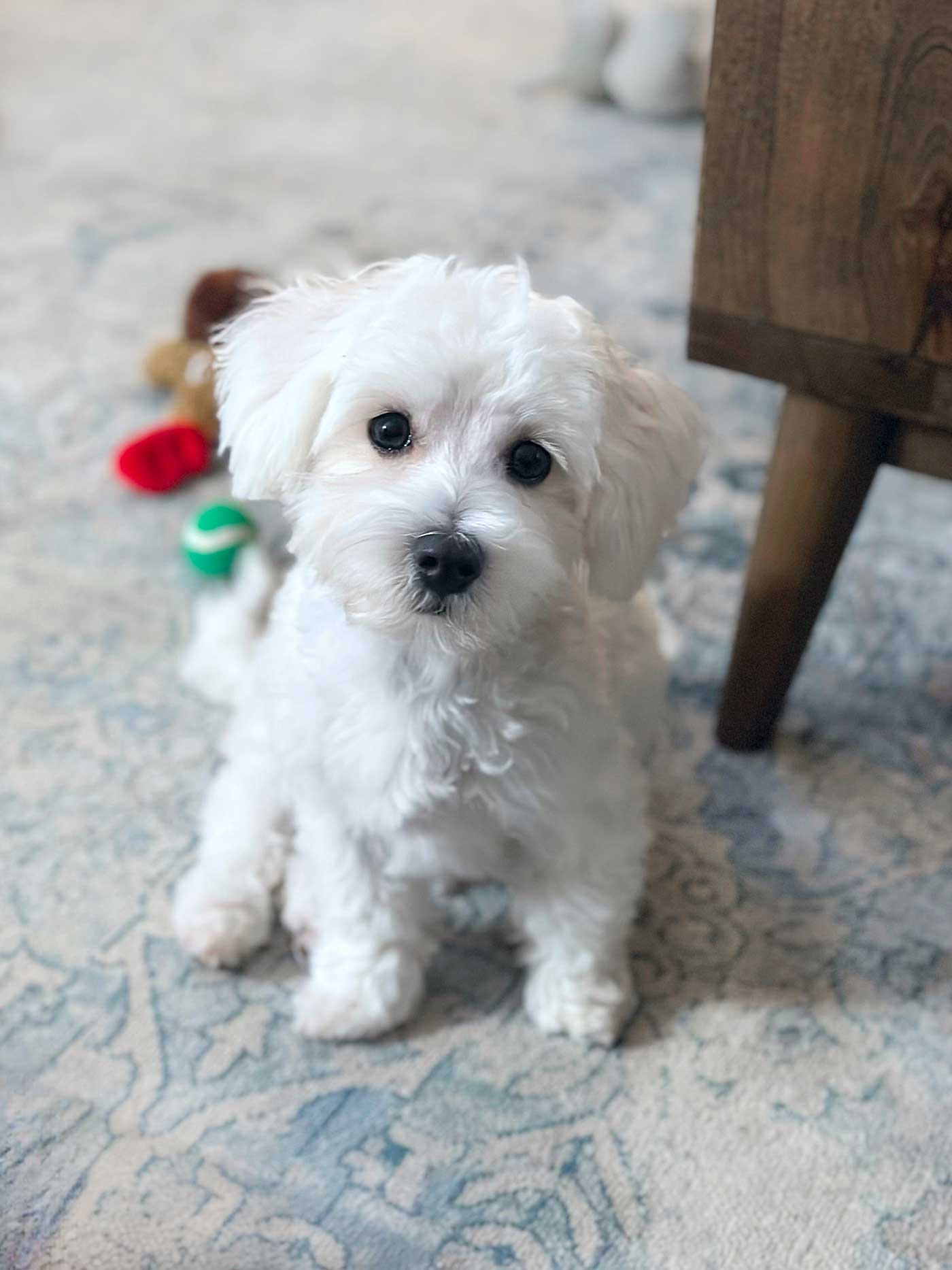 white puppy, a minipoo sitting on a rug with toys behind him