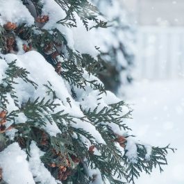 snow on a tree with pinecones