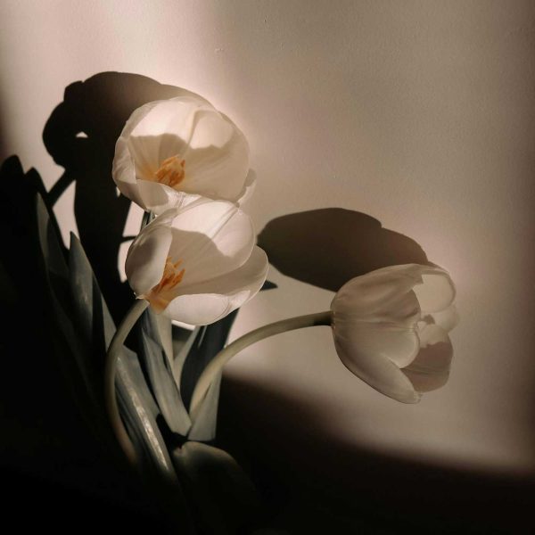 open white tulips in a shadow