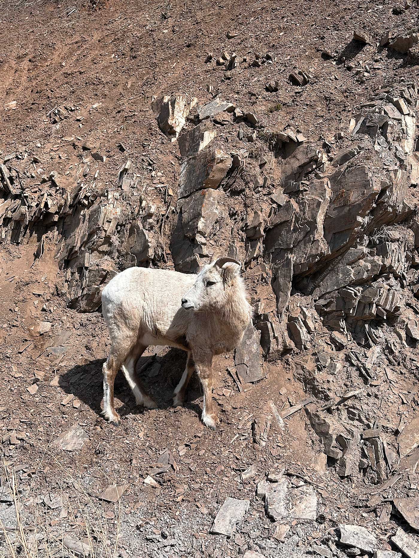 big horned sheep on the mountain side