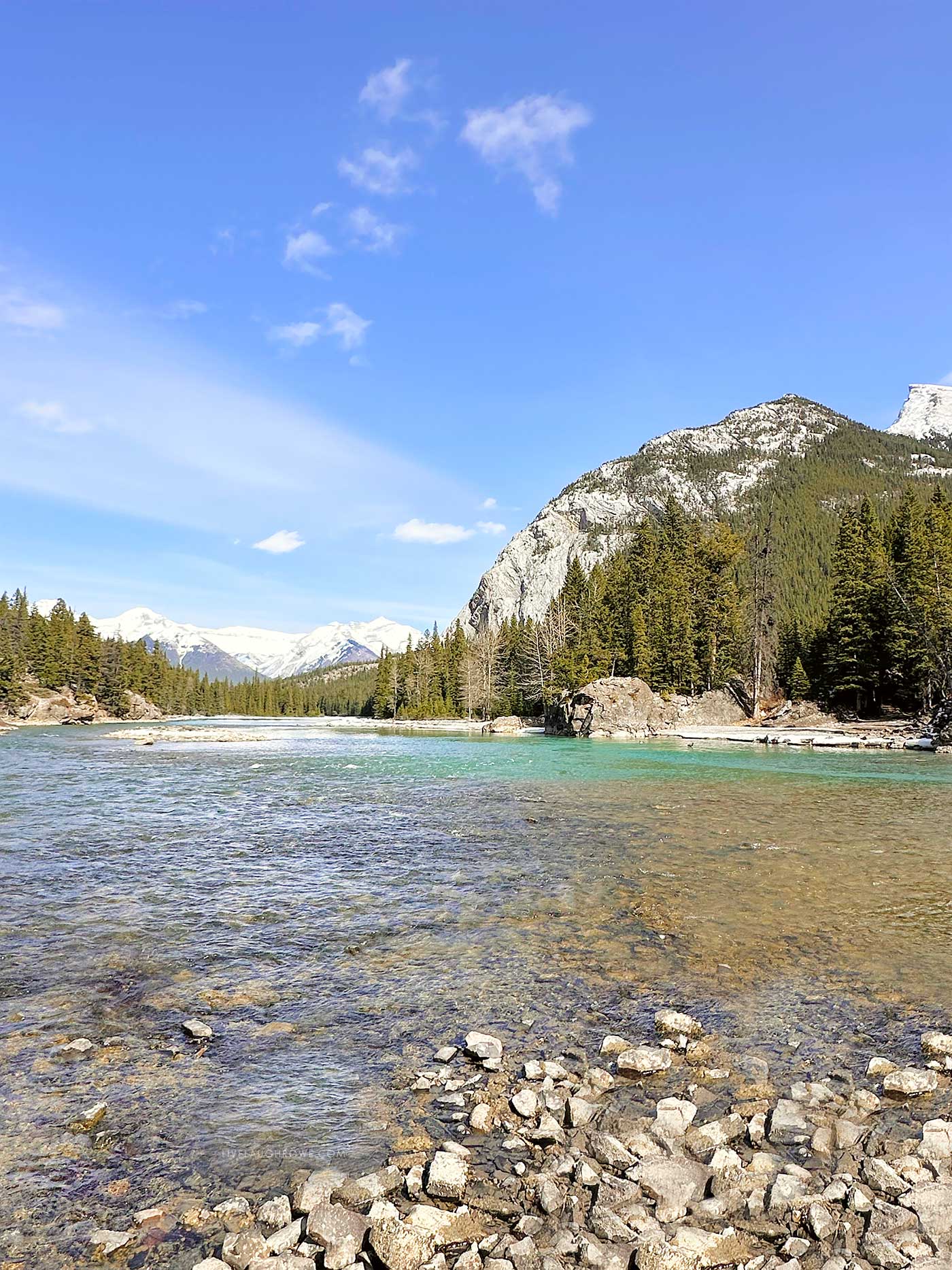 picturesque bow river with a rock bed along with trees and mountains in the backdrop