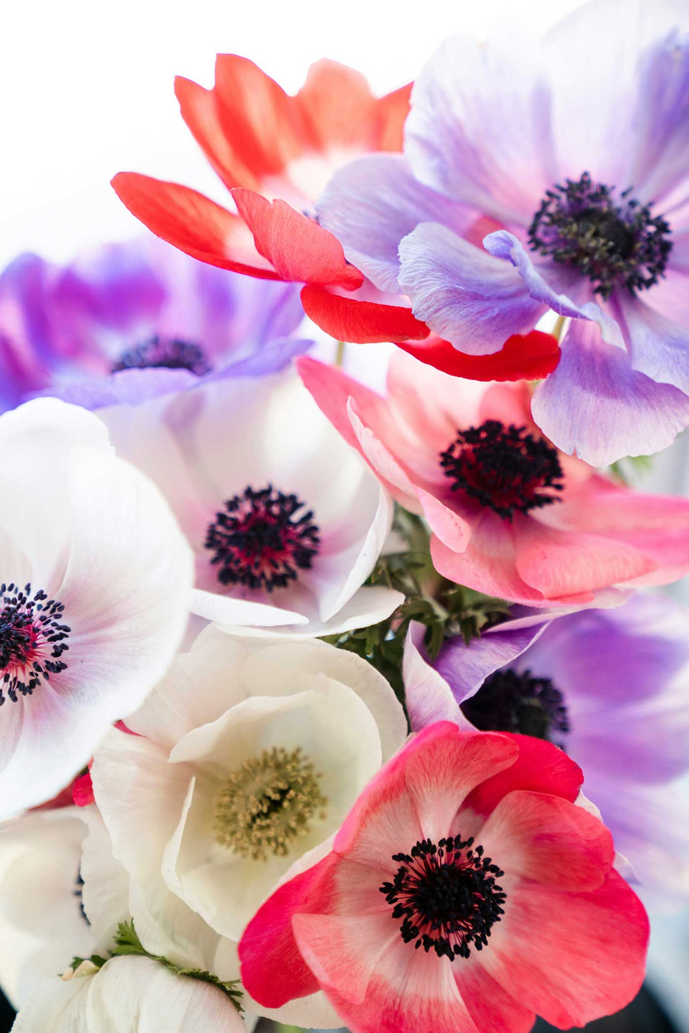 a beautiful array of colorful flowers