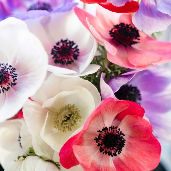 a beautiful array of colorful flowers