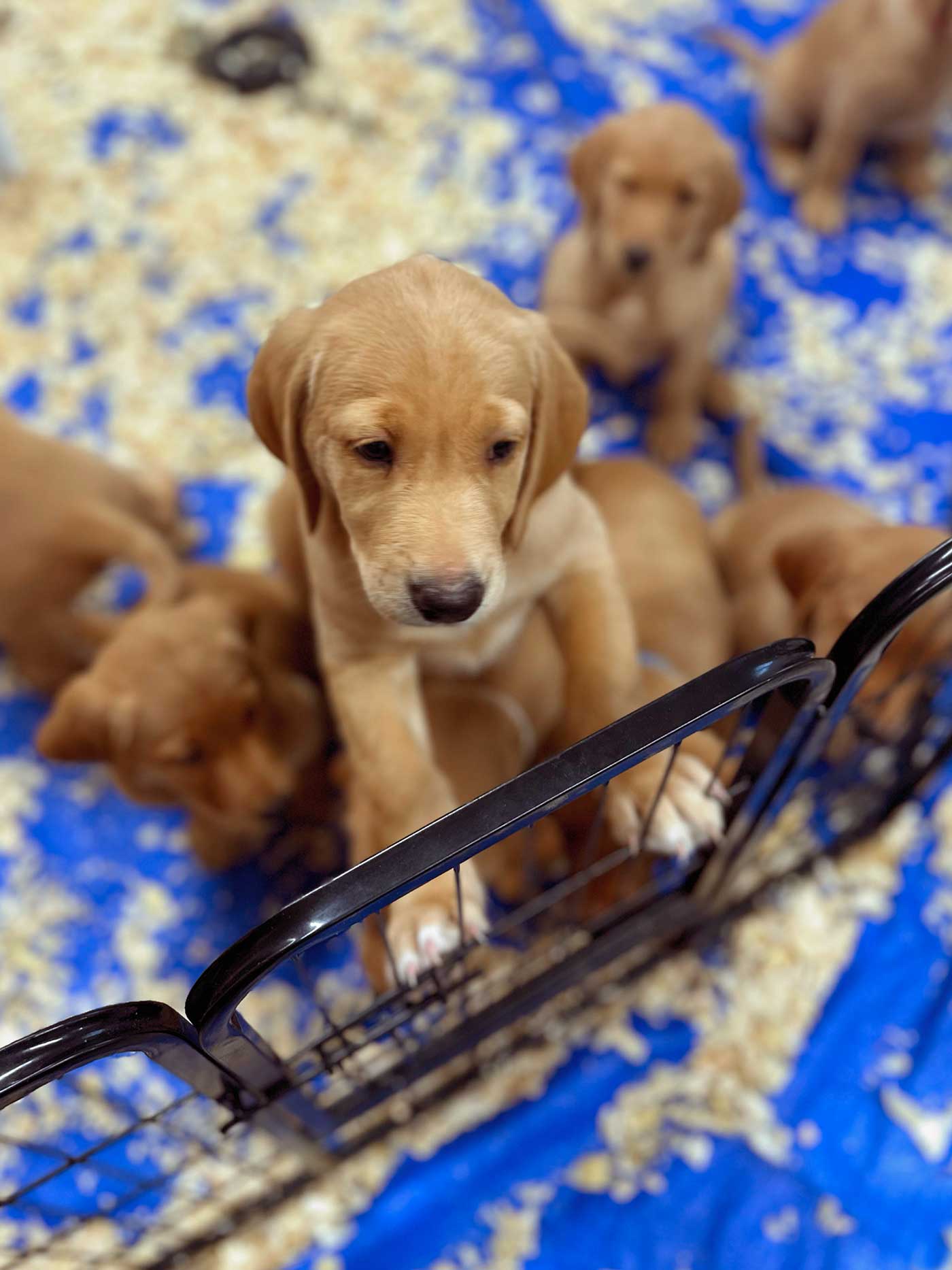 little brown puppies in a pen
