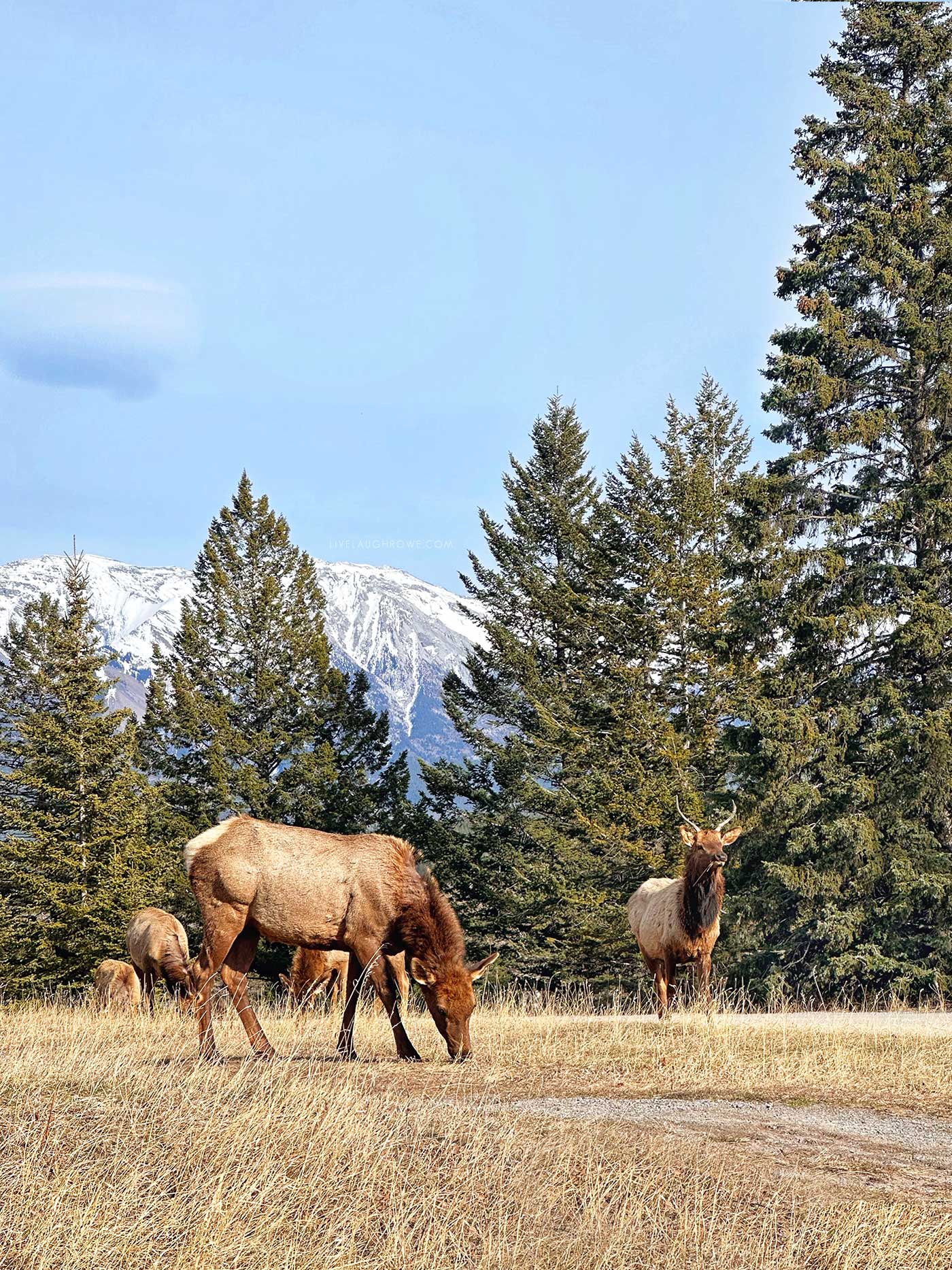 elk enjoying a snack in banff national park
