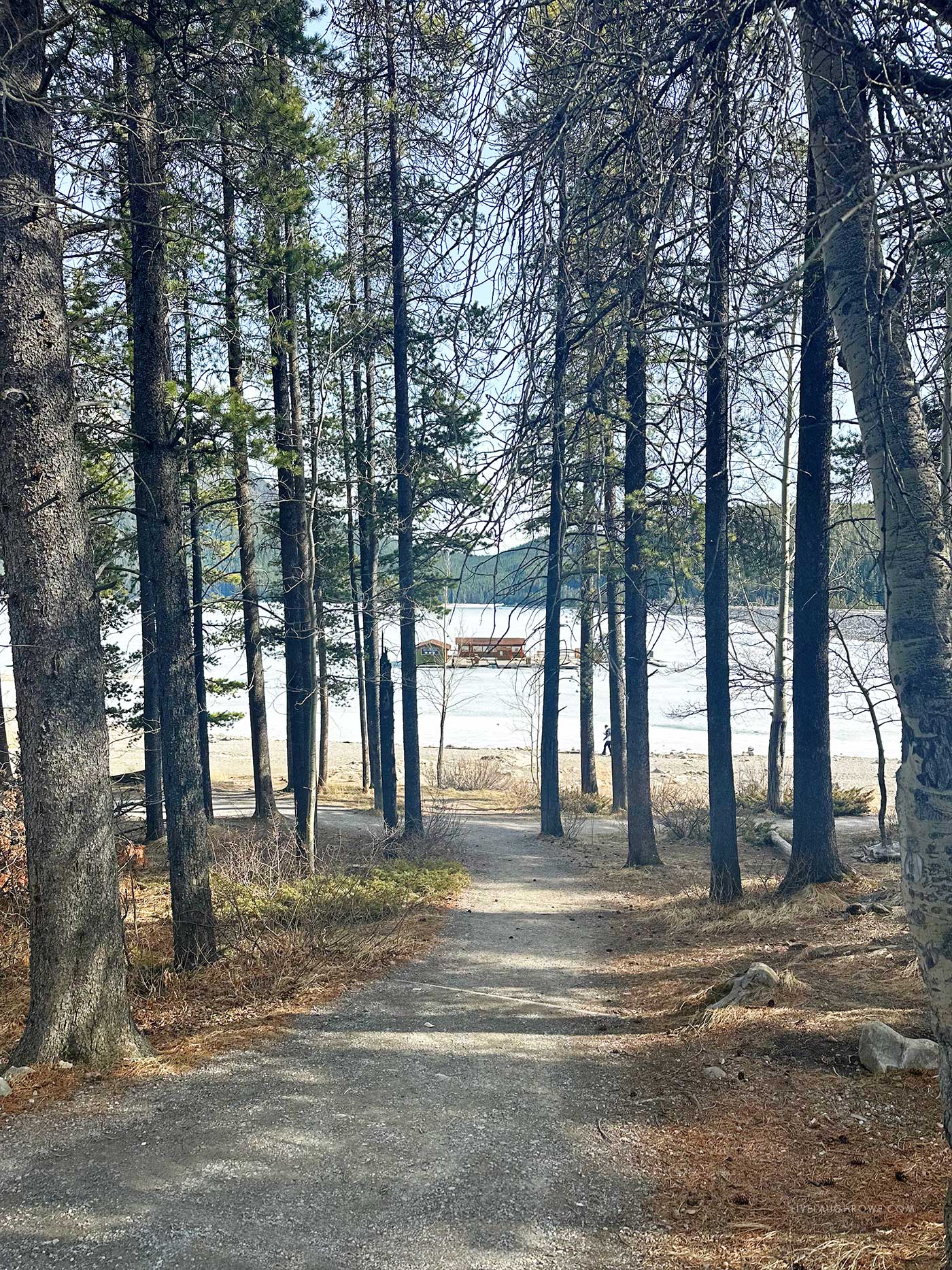 trail lined with trees and lake minnwanka