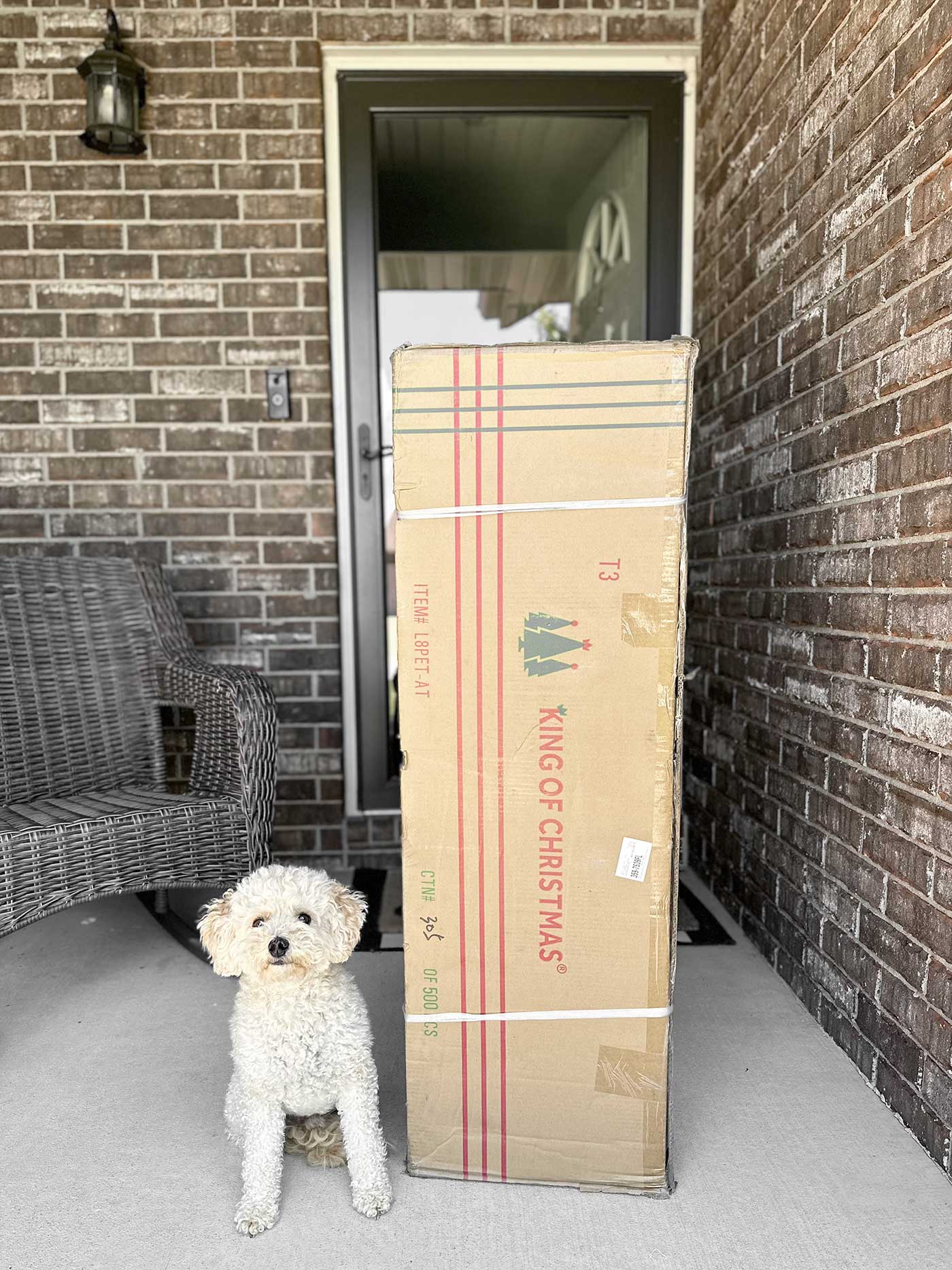 dog and King of Christmas box sitting on a front porch