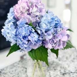beautiful blue and purple hydrangeas in a mason jar