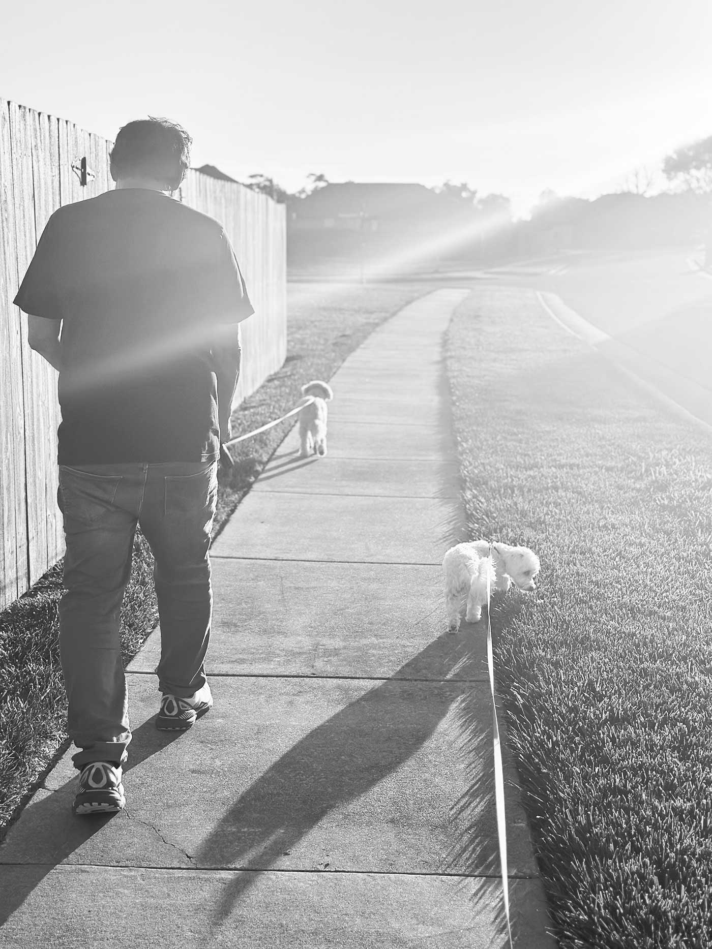 black and white photo of a man walking with two dogs at dusk.