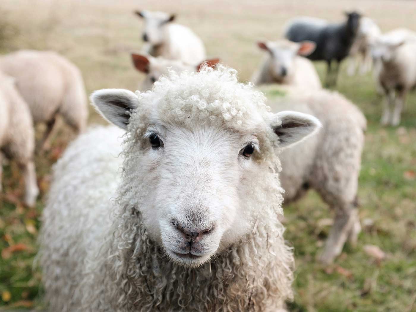 horizontal photo of a white sheep front and center, with other sheep in the background