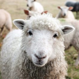 square image with a white sheep front and center