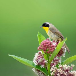 Common Yellowthroat sitting on Milkweed