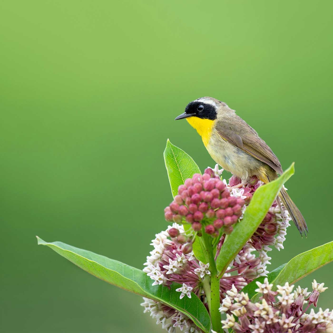 Common Yellowthroat sitting on Milkweed