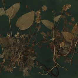 botanical and moody art
