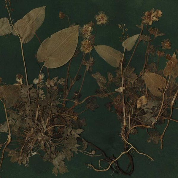 botanical and moody art