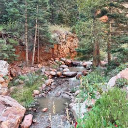 beautiful scene in Colorado Springs, trees and a creek
