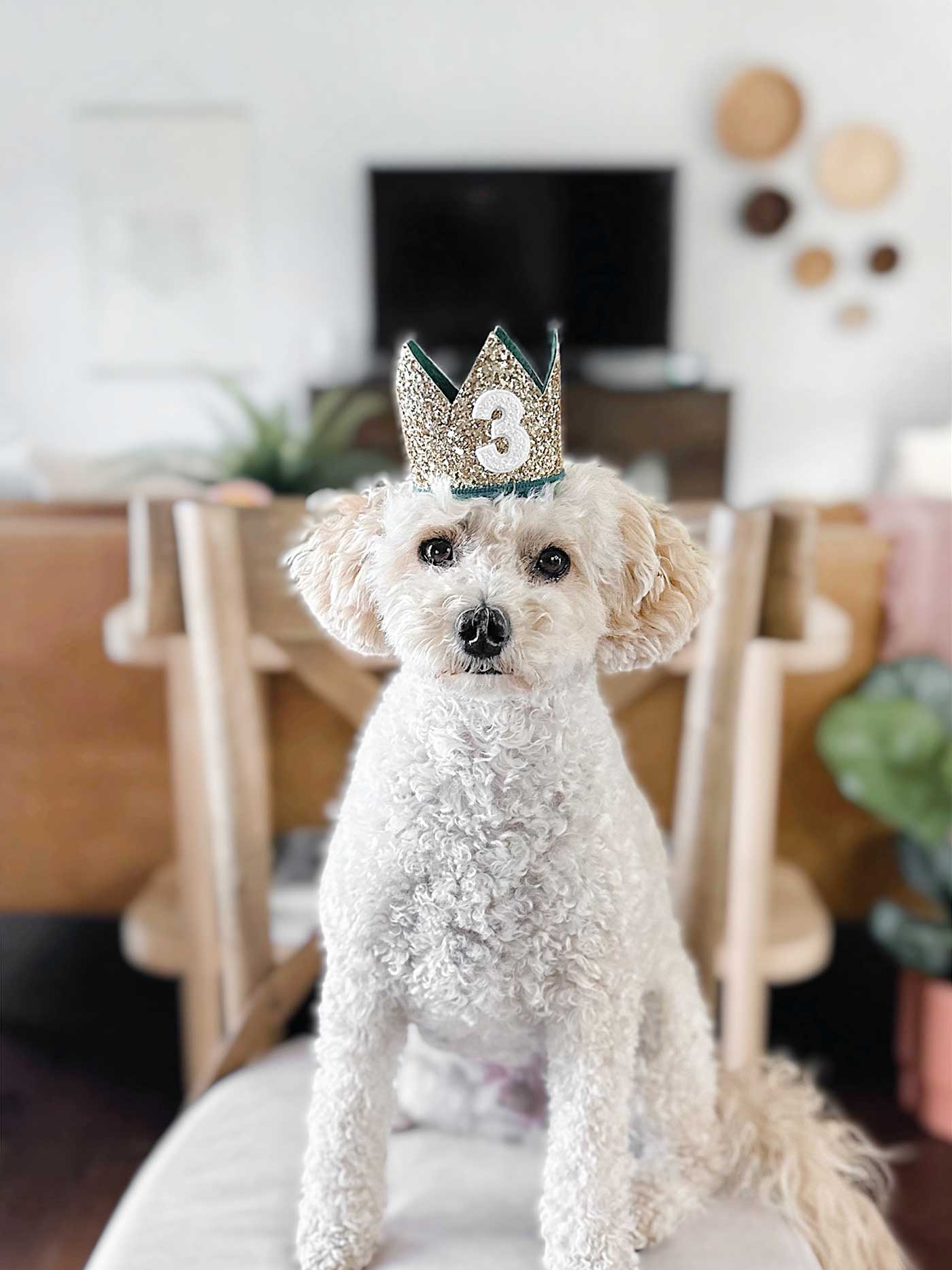 dog sitting in a chair with a crown on his head and the number 3.