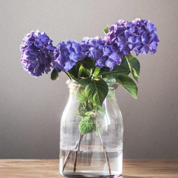 a glass vase with gorgeous purple hydrangeas on a wooden table