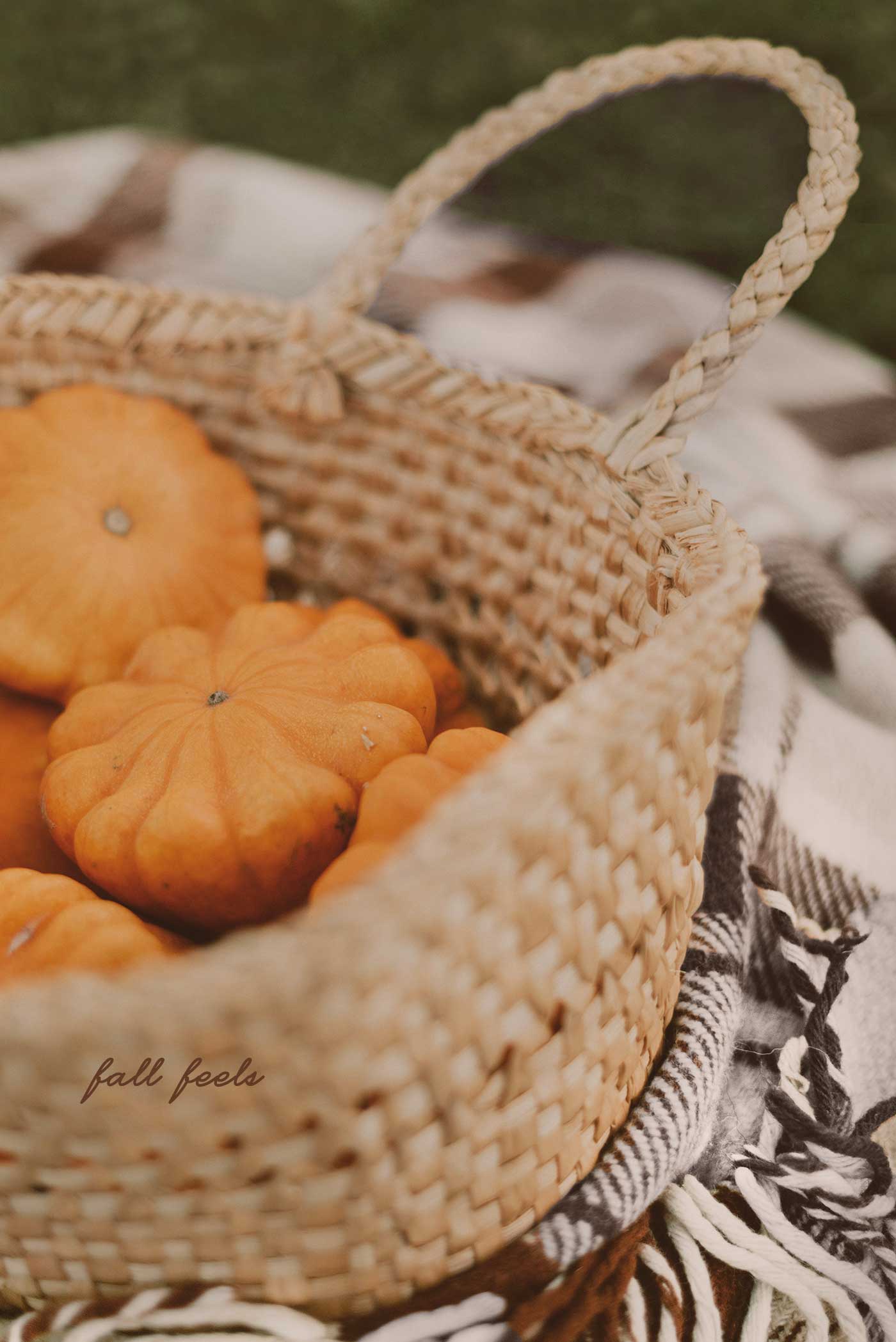 fall picture of small pumpkins and gourds in a basket on a plai fall blanket