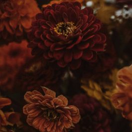 Close-up of dark, moody harvest flowers in rich shades of maroon, orange, and gold, softly lit to highlight their autumnal texture and warmth.