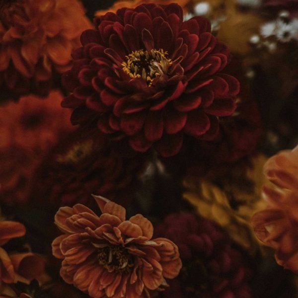 Close-up of dark, moody harvest flowers in rich shades of maroon, orange, and gold, softly lit to highlight their autumnal texture and warmth.