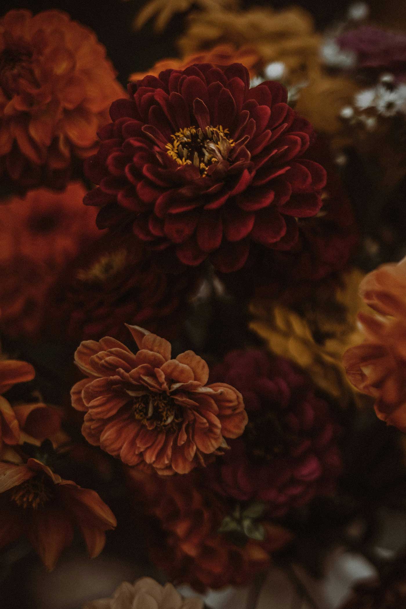 Close-up of dark, moody harvest flowers in rich shades of maroon, orange, and gold, softly lit to highlight their autumnal texture and warmth.