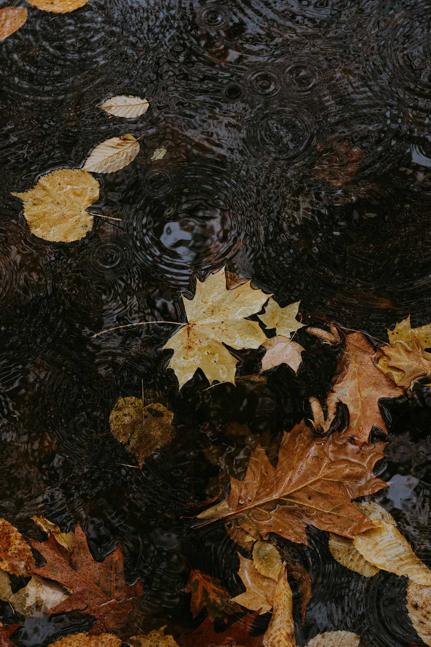 Fallen autumn leaves floating on dark rainwater with visible ripples from raindrops.