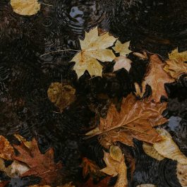 Fallen autumn leaves floating on dark rainwater with visible ripples from raindrops.