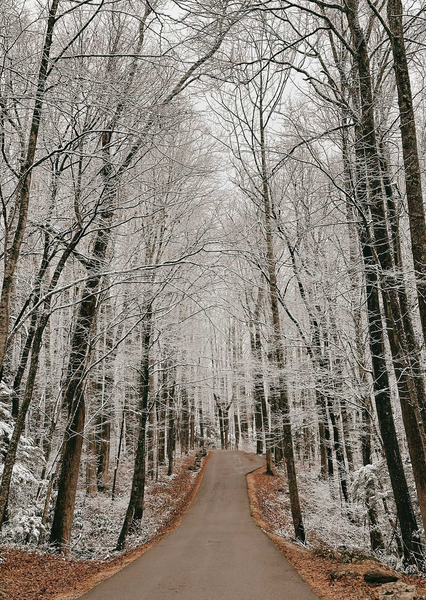 Quiet paved road winding through a snow-dusted forest in the Great Smoky Mountains during winter