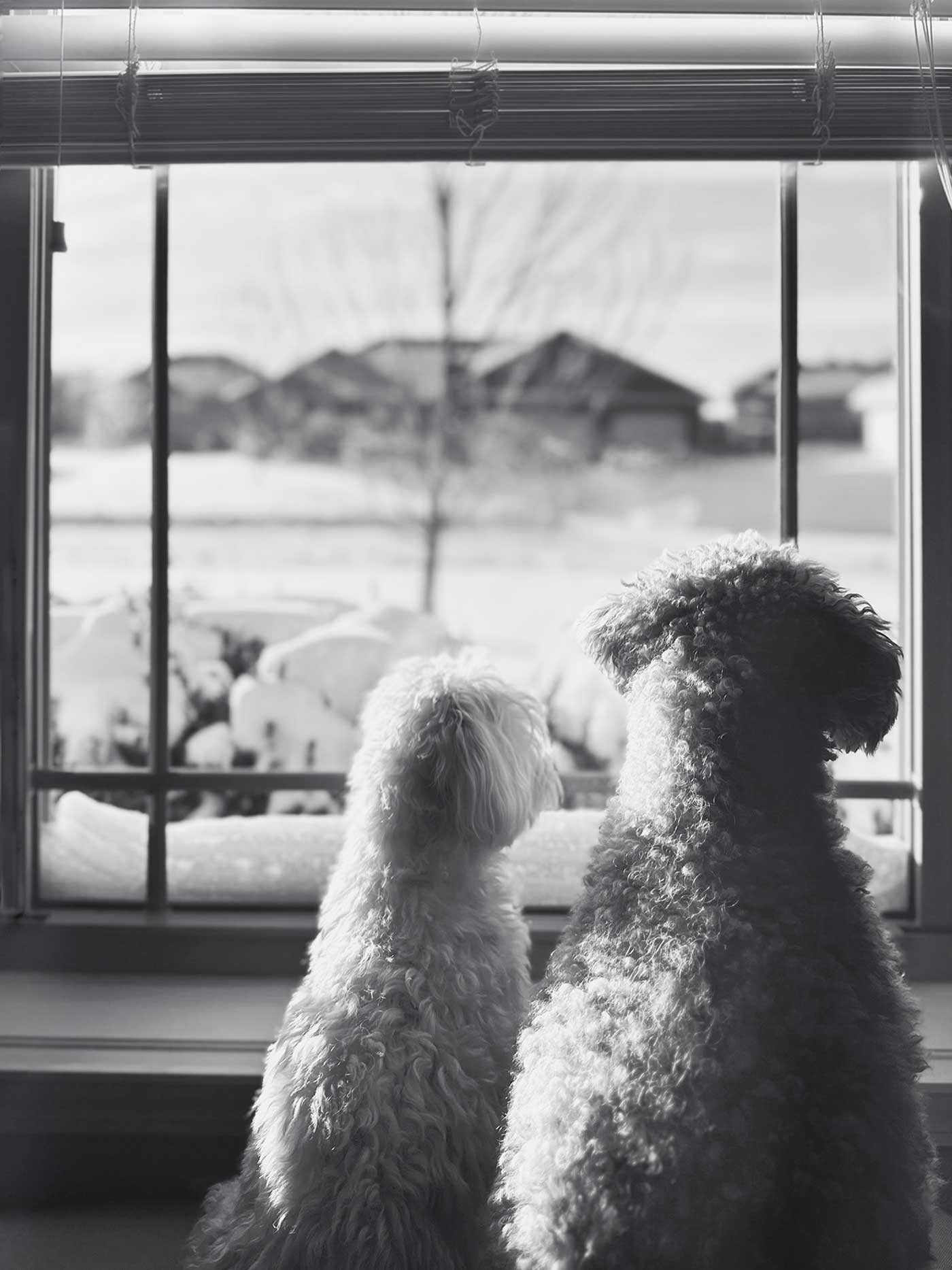 black and white photo of dogs looking out a window