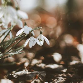 snowdrop flowers