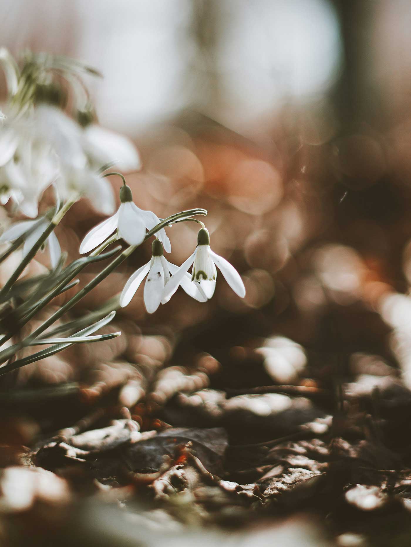 snowdrops in nature