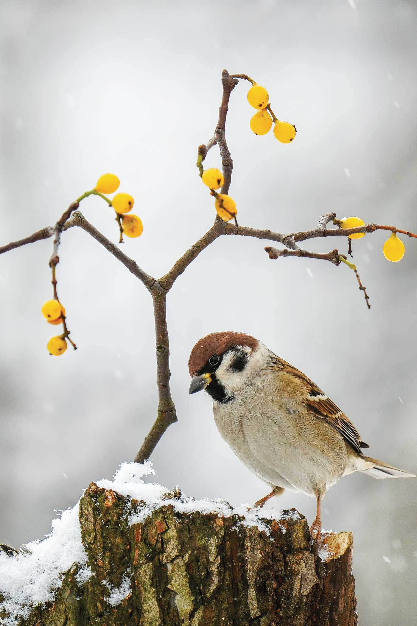 eurasian tree sparrow on snowy tree stump with yellow berries