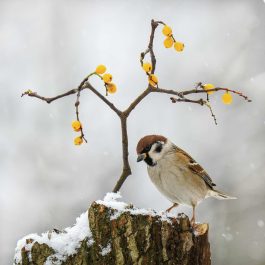 eurasian tree sparrow on snowy tree stump with yellow berries