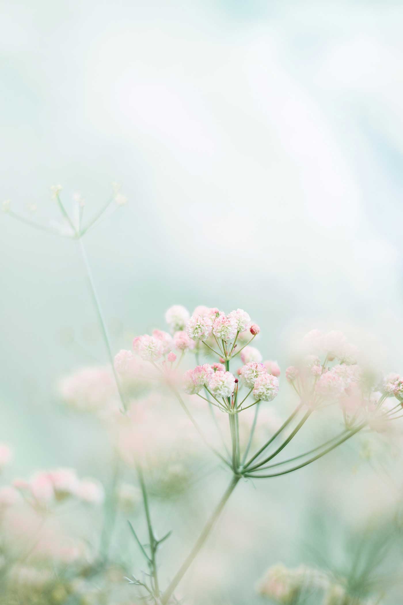 Soft blush pink wildflowers with delicate clustered blooms against a dreamy pastel green background, creating a light and airy spring-inspired scene.