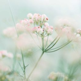 Soft blush pink wildflowers with delicate clustered blooms against a dreamy pastel green background, creating a light and airy spring-inspired scene.