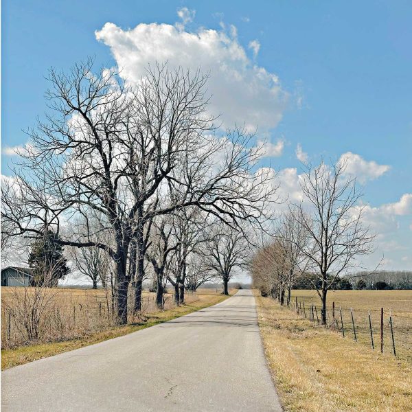 Rural country road lined with bare winter trees under a bright blue sky with scattered clouds.
